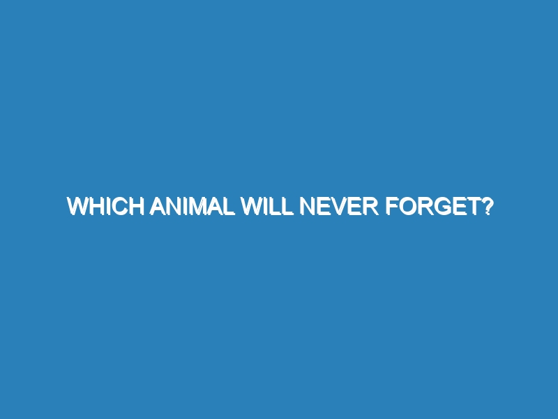 Which animal will never forget?